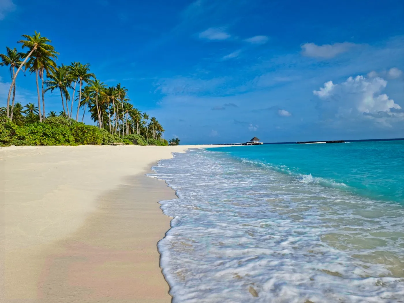 Representative tropical beach and island vegetation