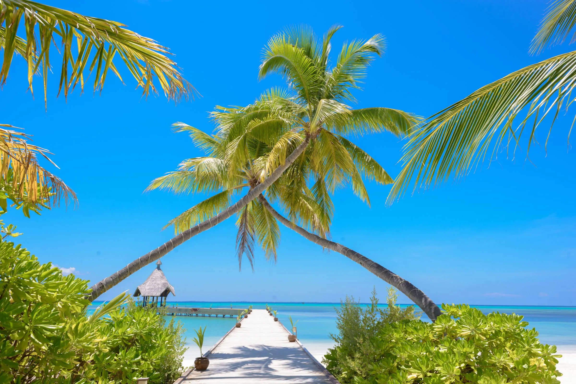 A tropical Maldives beach with palm trees, white sand, a timber jetty and turquoise water